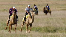 Саудовская Аравия начала подготовку к мировому фестивалю верблюдов 